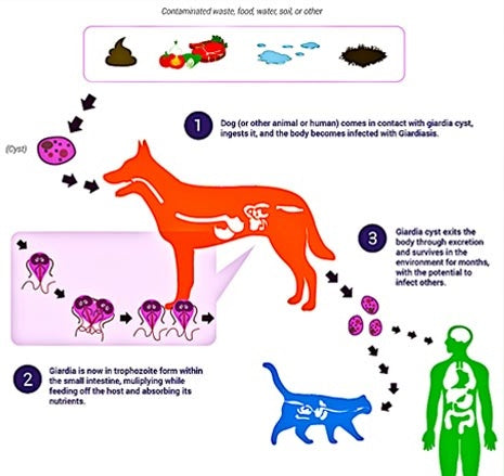 Giardia Parasite In Dogs | Parasites In Dogs