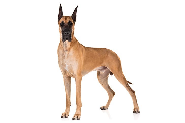 Great Dane Dog Breed Information