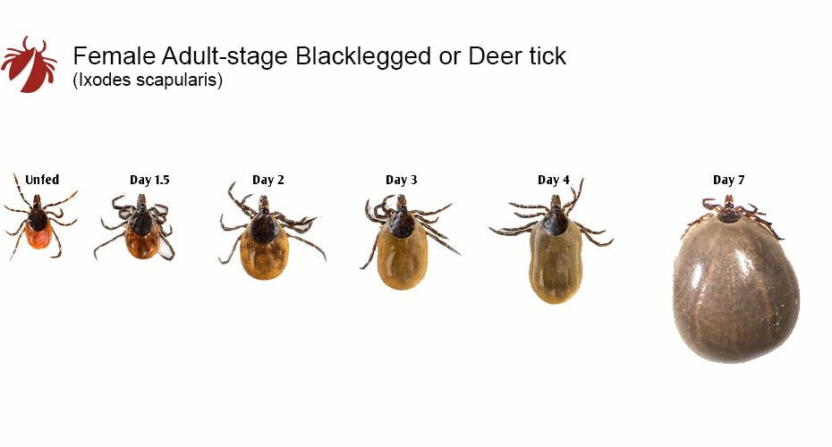 Tick Growth Comparison Charts – Tickencounter