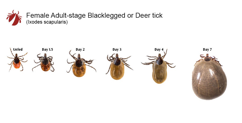 Tick Growth Comparison Charts – Tickencounter