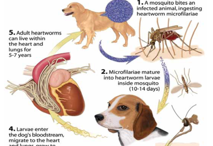 Heartworm Facts — A1 Pet Emporium