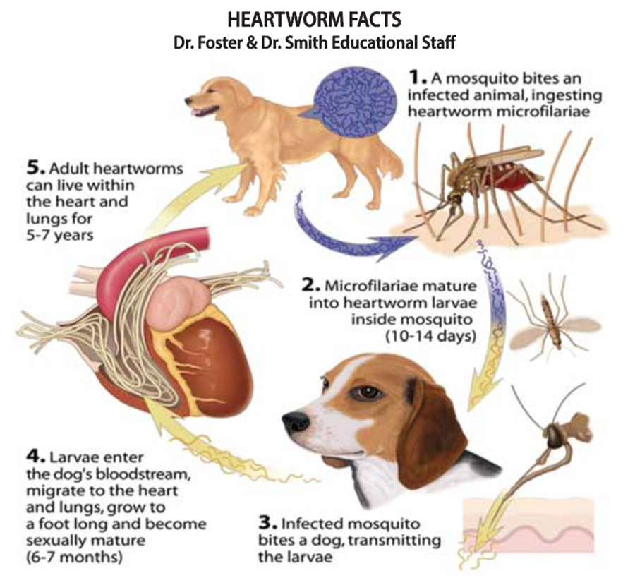 Heartworm Facts — A1 Pet Emporium