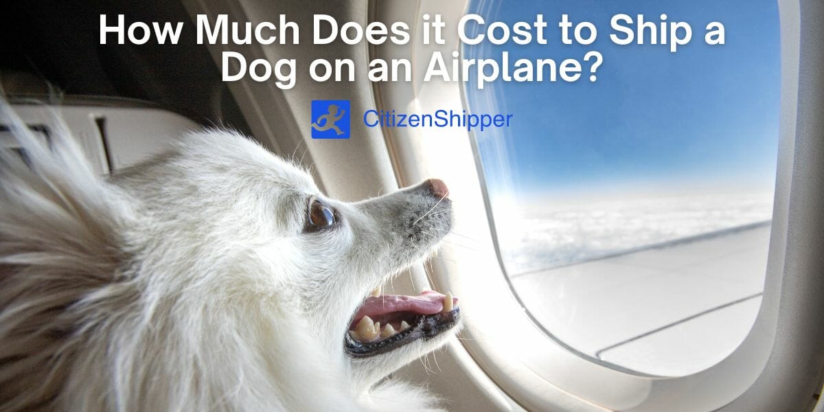 How Much Does It Cost To Ship A Dog On An Airline?