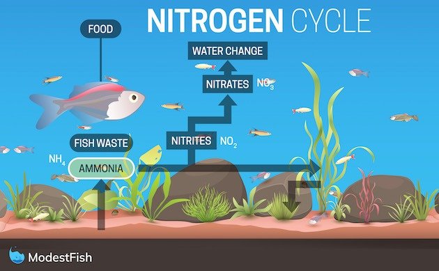 The Nitrogen Cycle: Simple Step By Step Guide For Beginners
