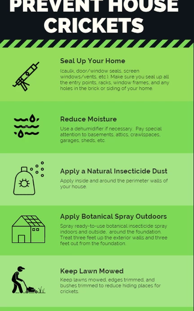 How To Get Rid Of House Crickets Naturally – Maggie'S Farm Ltd