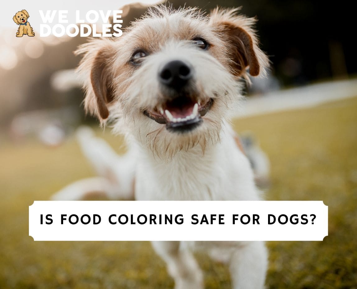 Is Food Coloring Safe For Dogs? (2023) - We Love Doodles