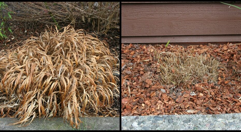 Stop! Don'T Prune That Grass (How To Prune Ornamental Grasses Right) ⋆  North Coast Gardening