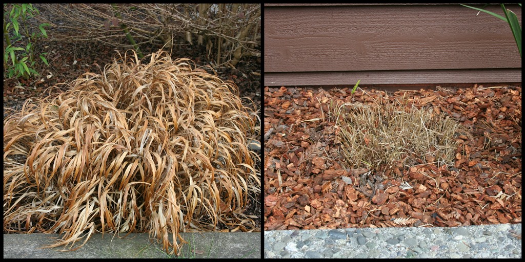 Stop! Don'T Prune That Grass (How To Prune Ornamental Grasses Right) ⋆  North Coast Gardening