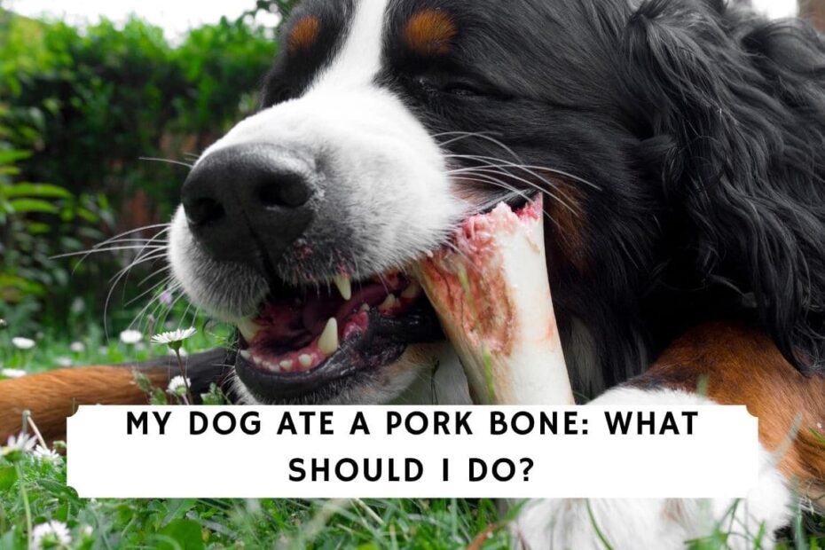 My Dog Ate A Pork Bone. What Should I Do? (2023) - We Love Doodles