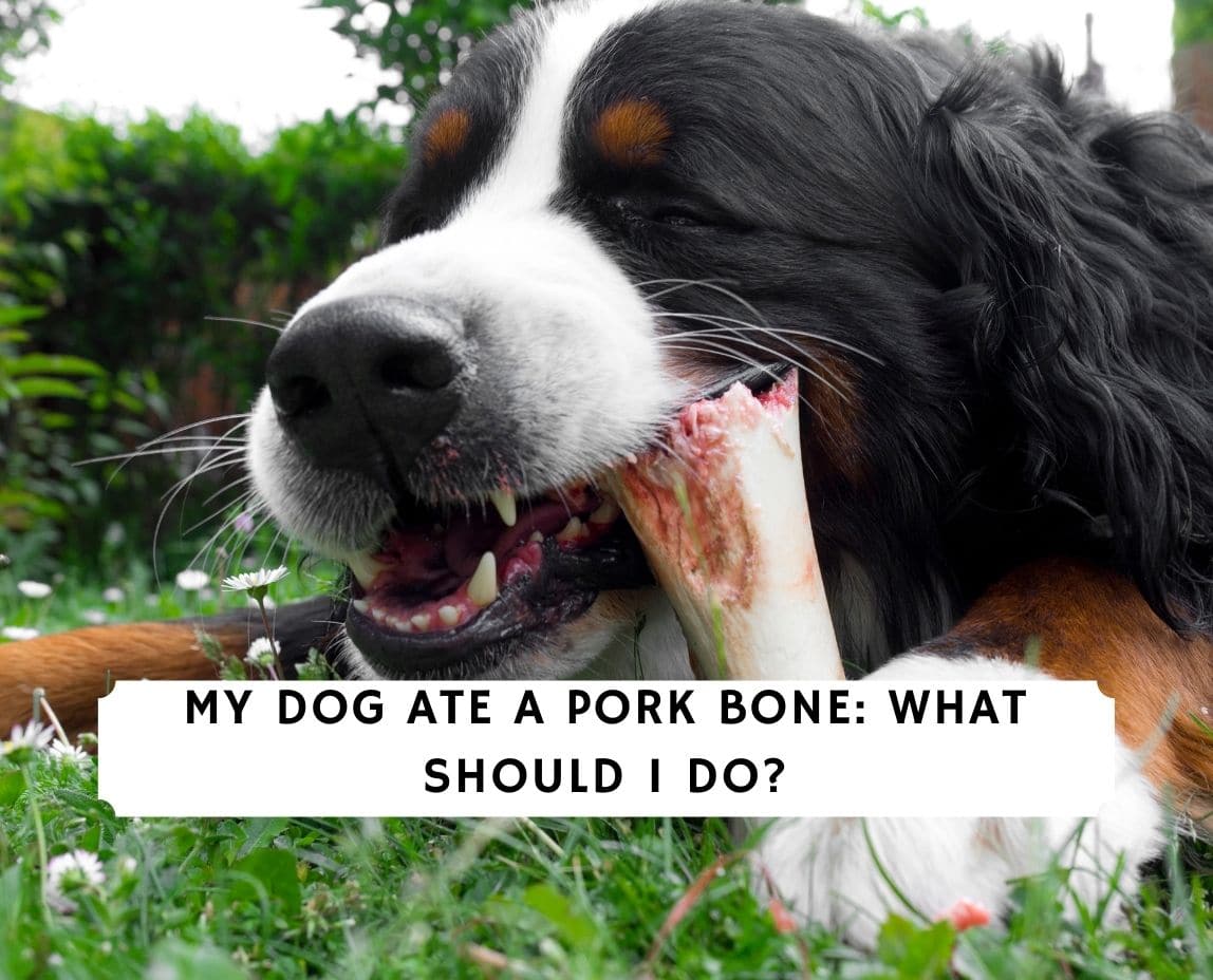 My Dog Ate A Pork Bone. What Should I Do? (2023) - We Love Doodles