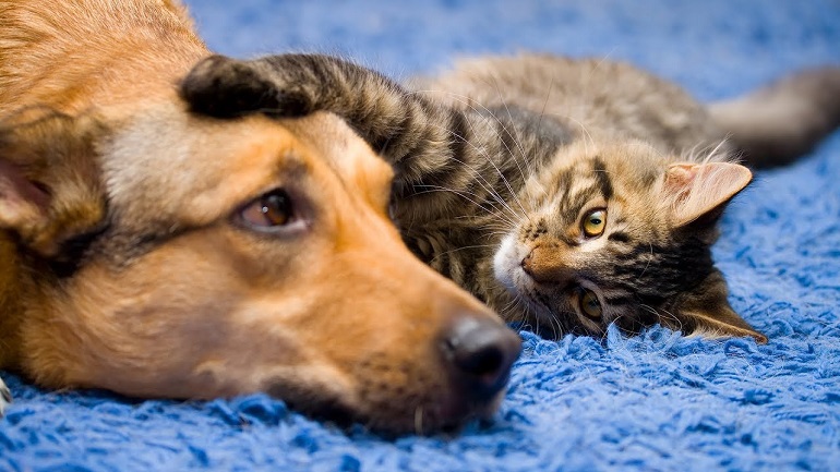 Why Do Dogs Eat Cat Poop? And Easy Ways To Stop Them!