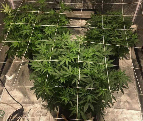 How Many Plants Can You Grow In A Grow Tent? - Trimleaf