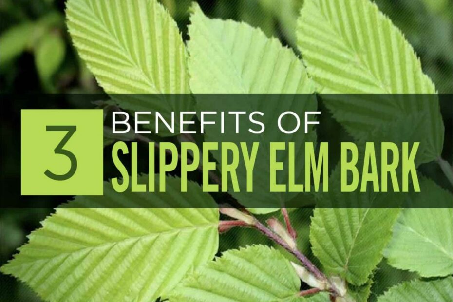 How Long Does Slippery Elm Take To Work? A Complete Guide