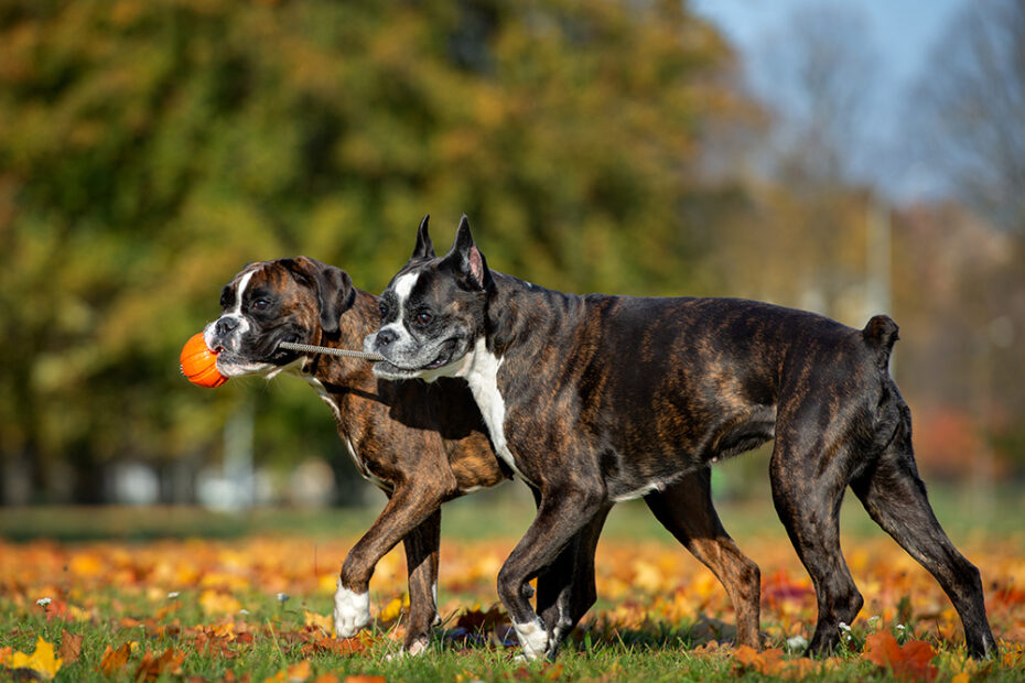 Docked Tails Play A Role In Dog Communication · The Wildest