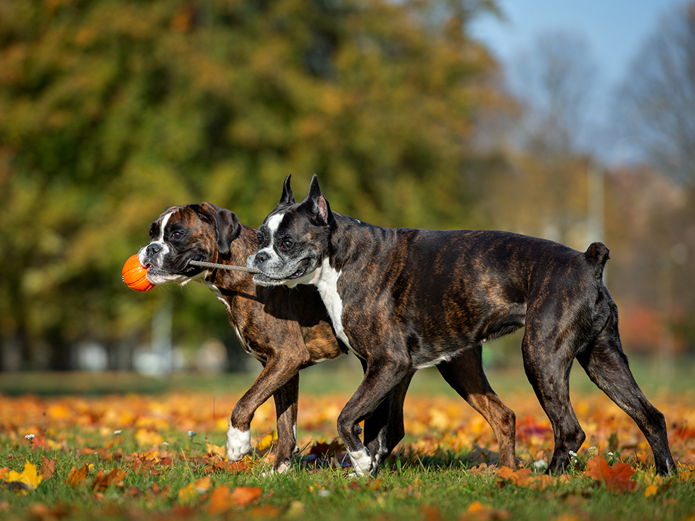 Docked Tails Play A Role In Dog Communication · The Wildest