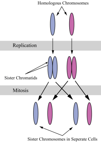 What Is The Difference Between Replication And Duplication Of Dna -  Pediaa.Com