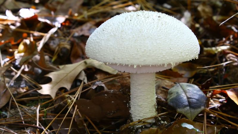 Mushroom Poisoning | Symptoms, Treatments, & Facts | Britannica