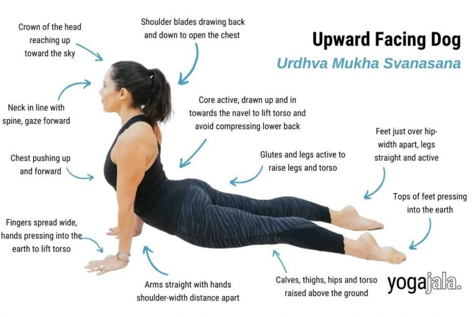 Upward Facing Dog Pose (Urdhva Mukha Svanasana)