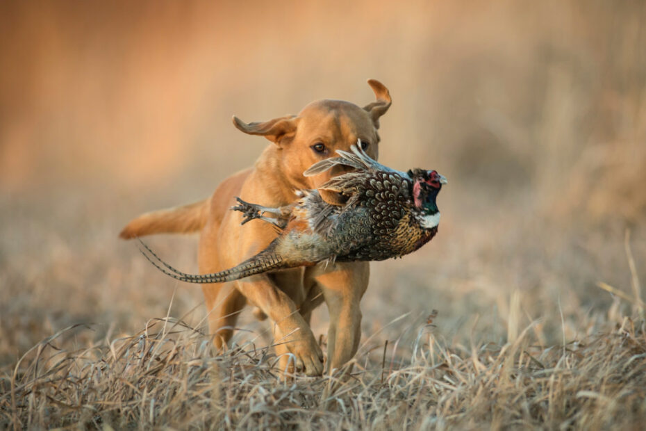 Should I Adopt My Next Hunting Dog? | Meateater Hunting