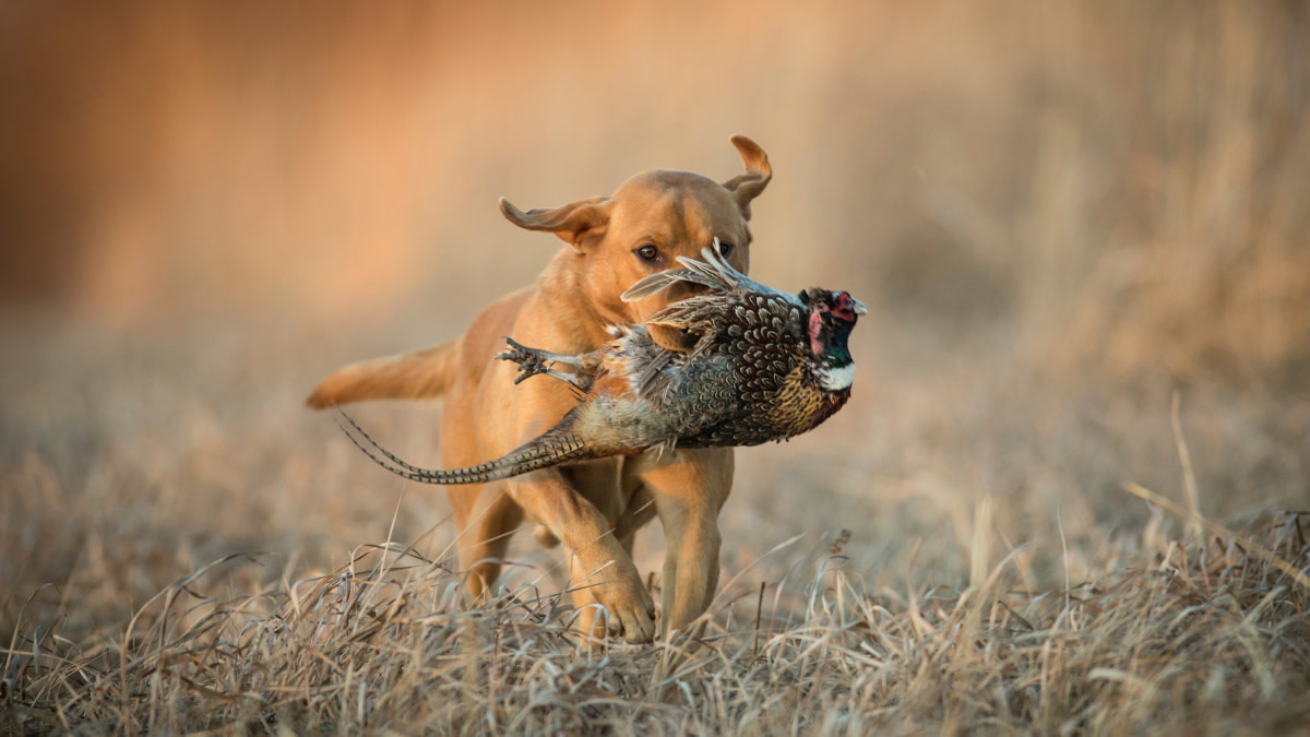 Should I Adopt My Next Hunting Dog? | Meateater Hunting