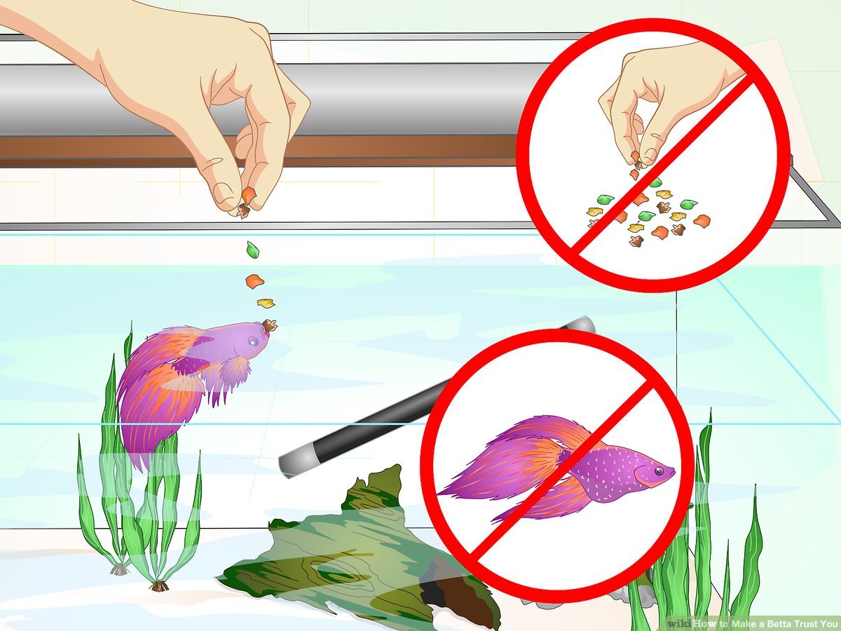 How To Make A Betta Trust You (With Pictures) - Wikihow Pet