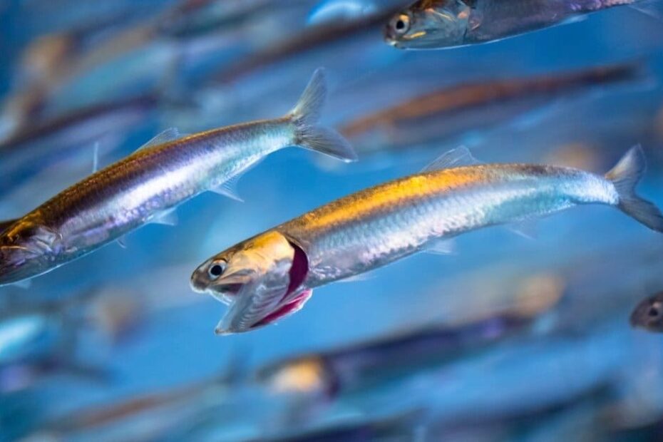 Anchovies Fish Facts - Az Animals