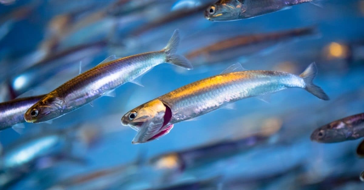 Anchovies Fish Facts - Az Animals