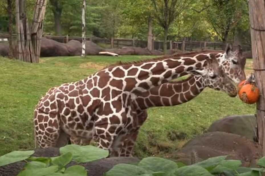 St. Louis Zoo Celebrates Halloween With Pumpkin Stomp N' Chomp