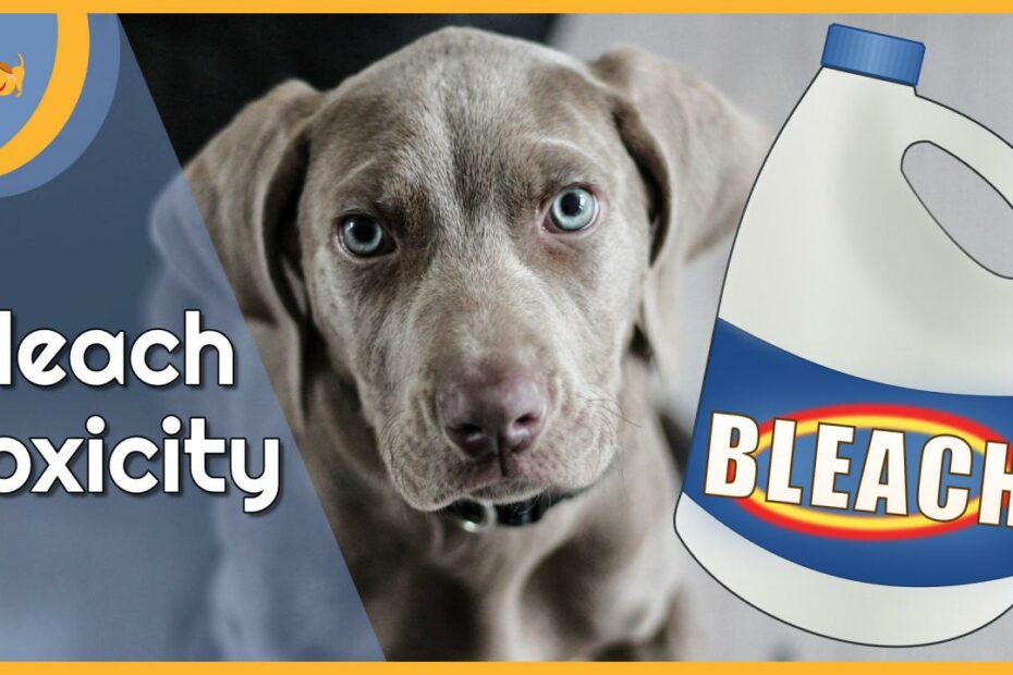Bleach Poisoning In Dogs — Our Pet'S Health