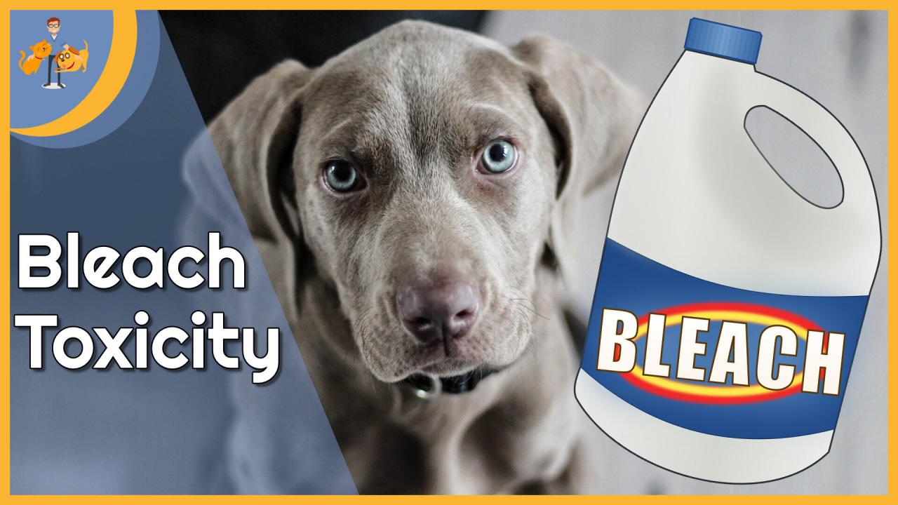 Bleach Poisoning In Dogs — Our Pet'S Health