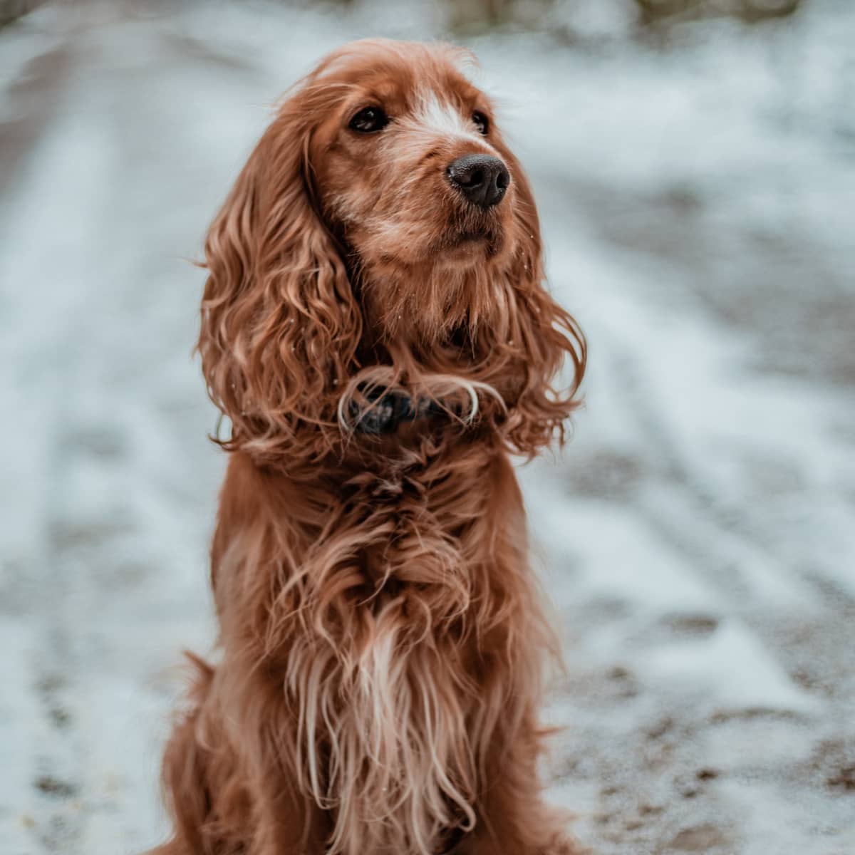 Find Your Perfect Spaniel: Unveiling Types & Characteristics - Pethelpful