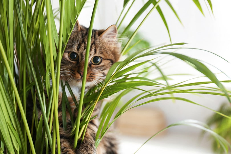 Is Bamboo Toxic To Cats? Everything You Need To Know! - Excited Cats