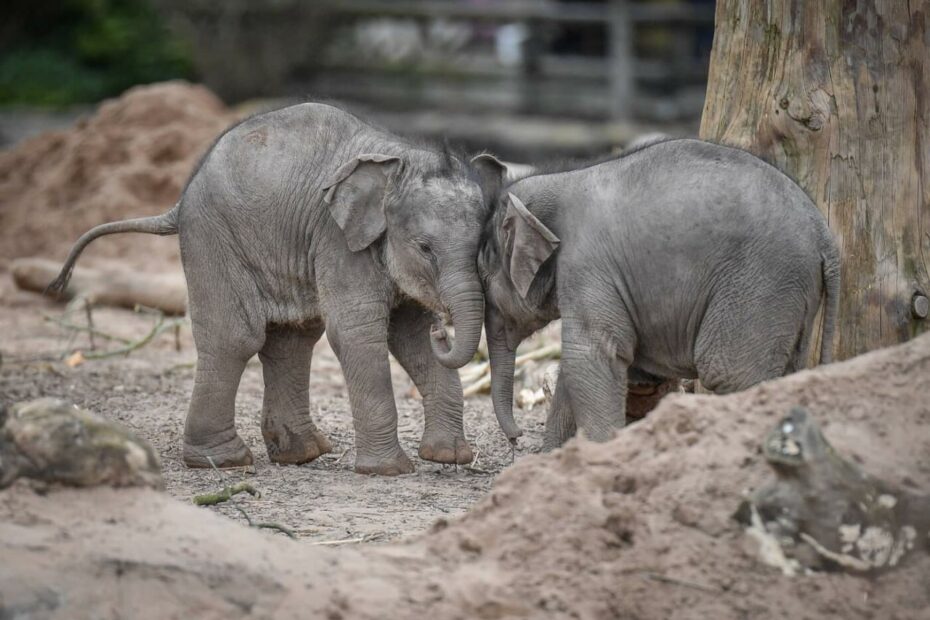 Chester Zoo: Q&A With The Elephant Keeper - Sykes Holiday Cottages