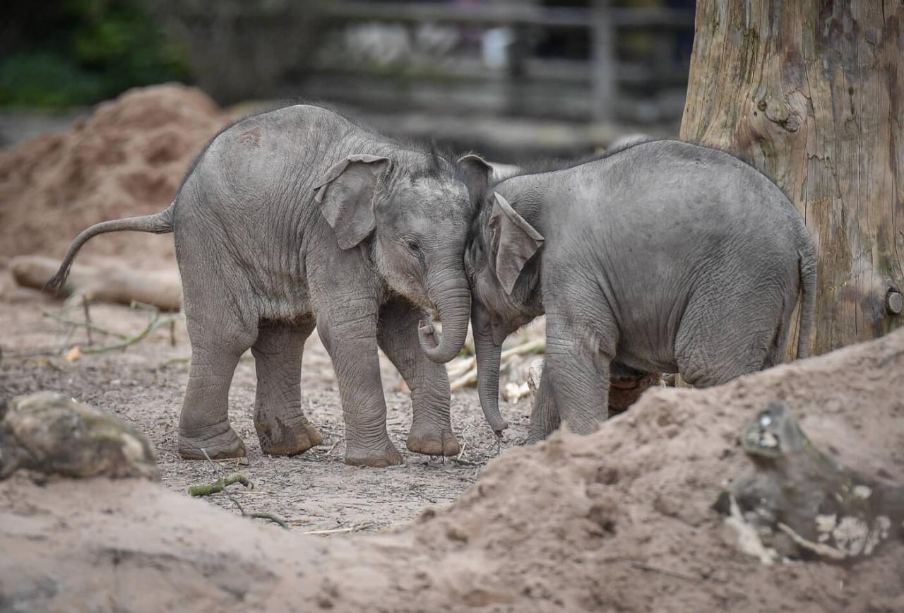 Chester Zoo: Q&A With The Elephant Keeper - Sykes Holiday Cottages