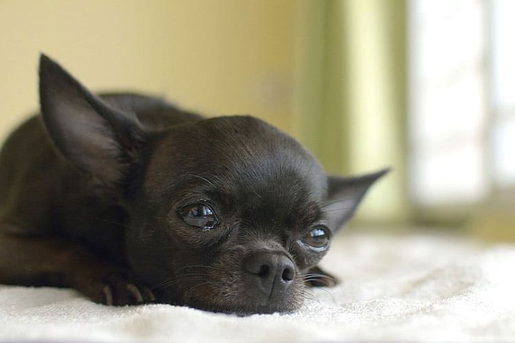 When Do Chihuahuas Calm Down? + Neutering Effects On Hyper Behavior
