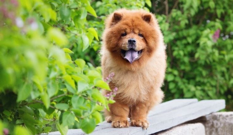 Most Expensive Dog Breeds In The World - Prudent Pet Insurance