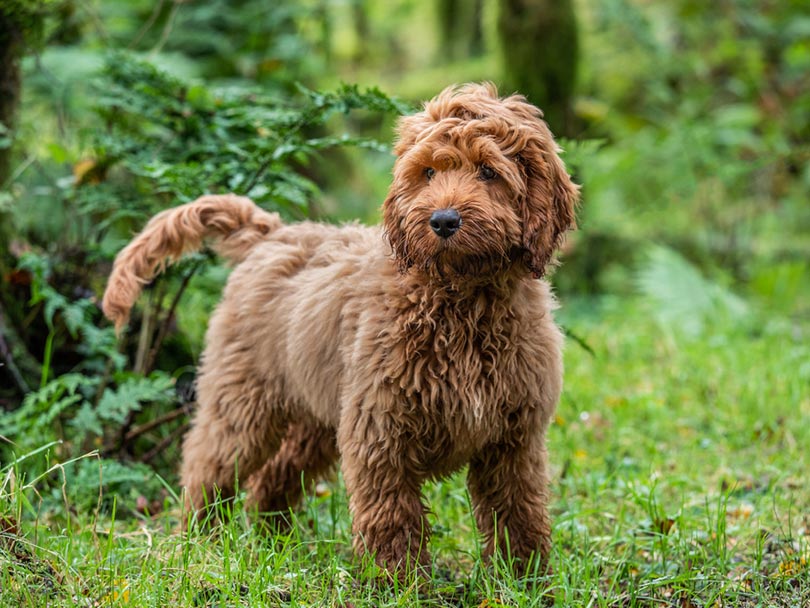 How Big Does A Cockapoo Get? Average Weight & Growth Chart | Hepper