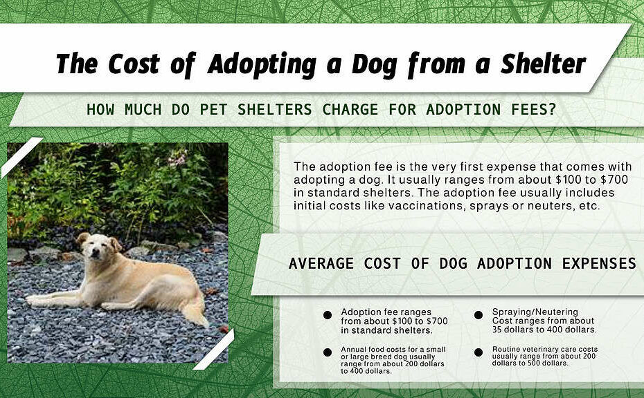 How Much It Costs To Adopt A Dog From A Shelter Near You - Az Animals