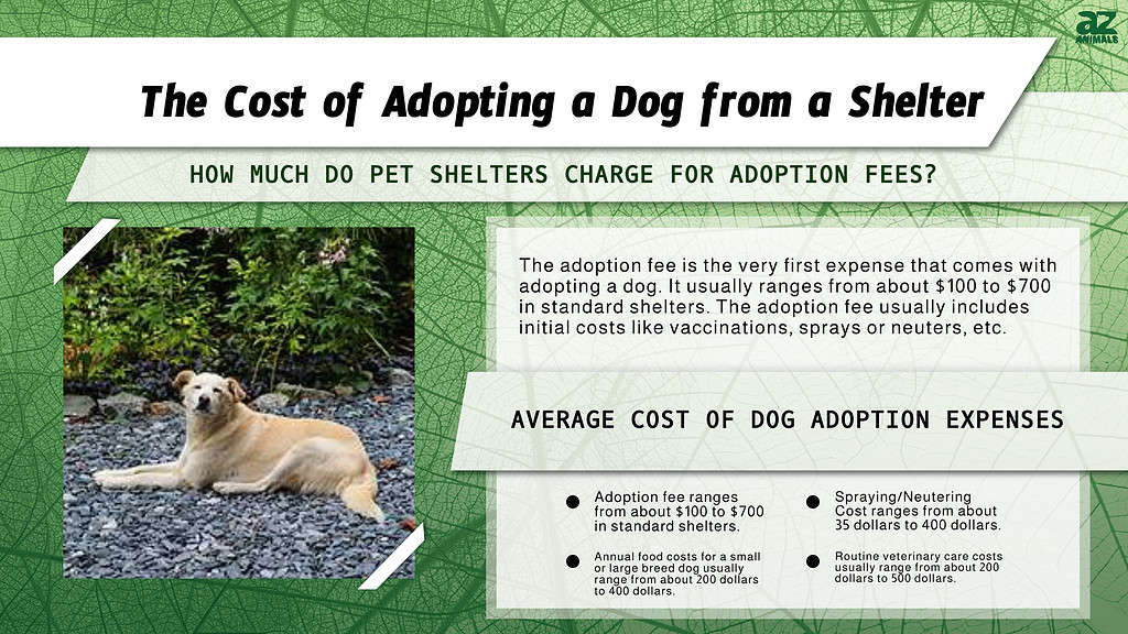 How Much It Costs To Adopt A Dog From A Shelter Near You - Az Animals