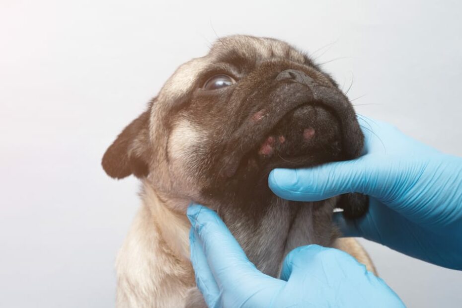 Dermatological A-Cyst-Tance: Can Dogs Get Pimples? – Furtropolis