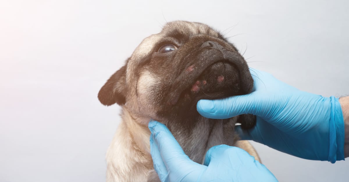 Dermatological A-Cyst-Tance: Can Dogs Get Pimples? – Furtropolis