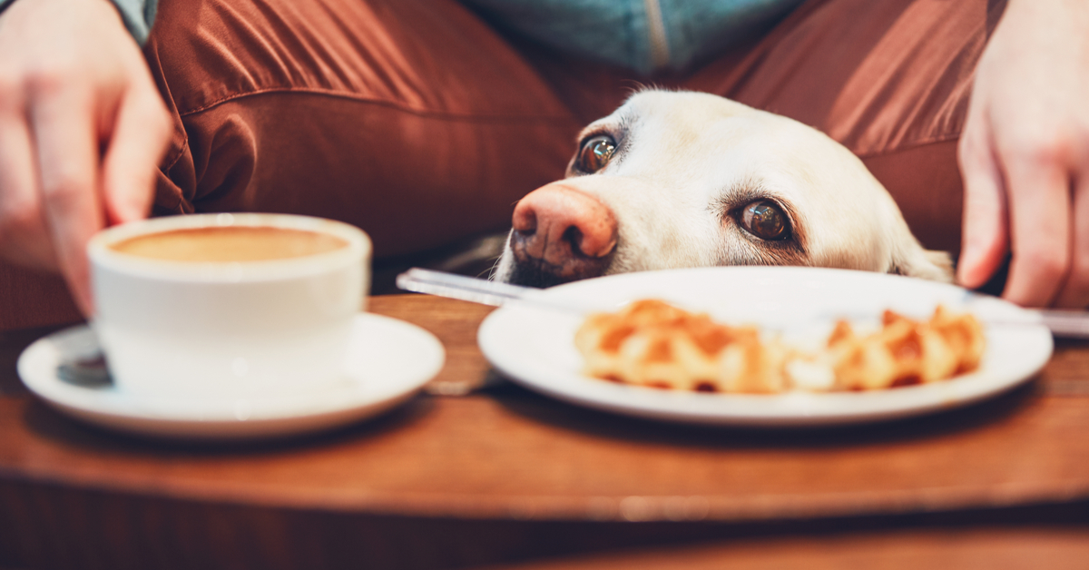 What To Know About Caffeine Toxicity If Your Dog Ate Coffee Grounds