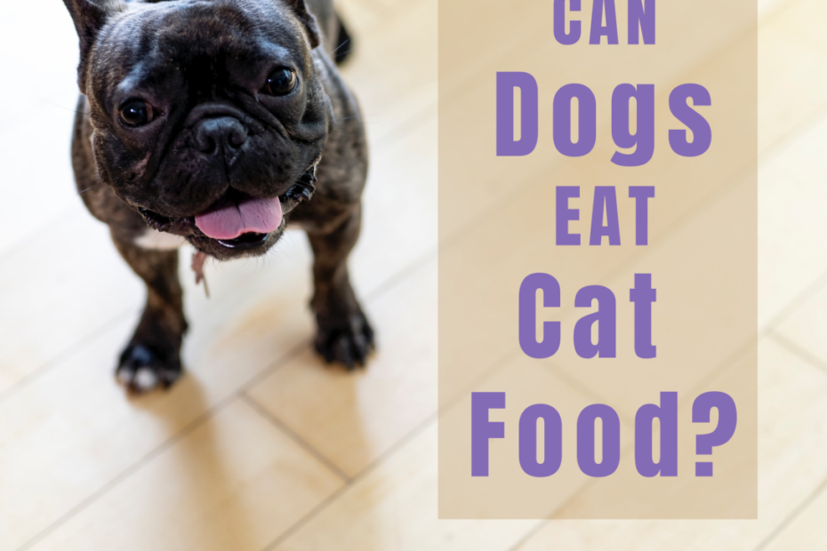 Can Dogs Eat Cat Food? The Possible Side Effects And Risks - Pethelpful