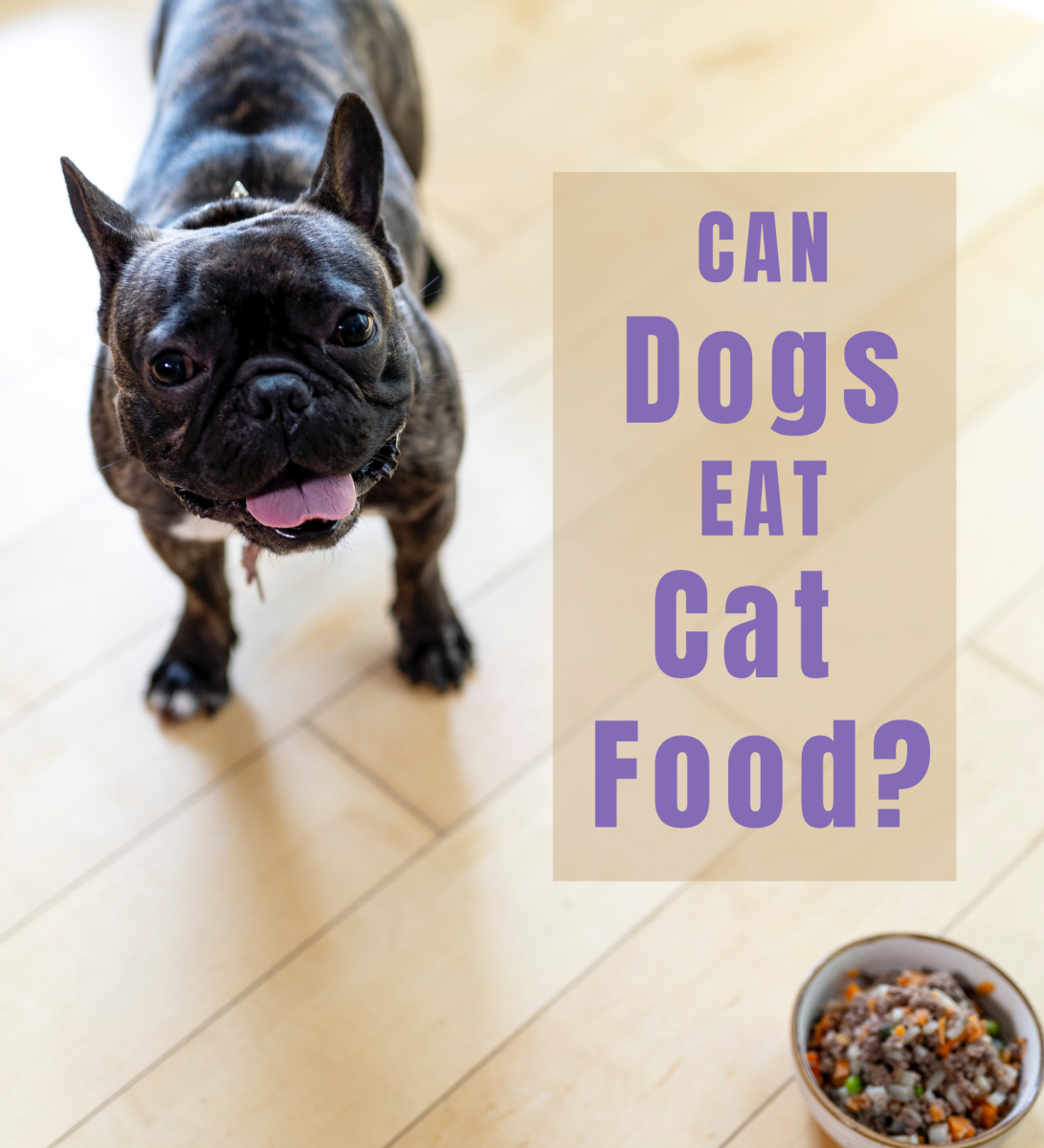 Can Dogs Eat Cat Food? The Possible Side Effects And Risks - Pethelpful