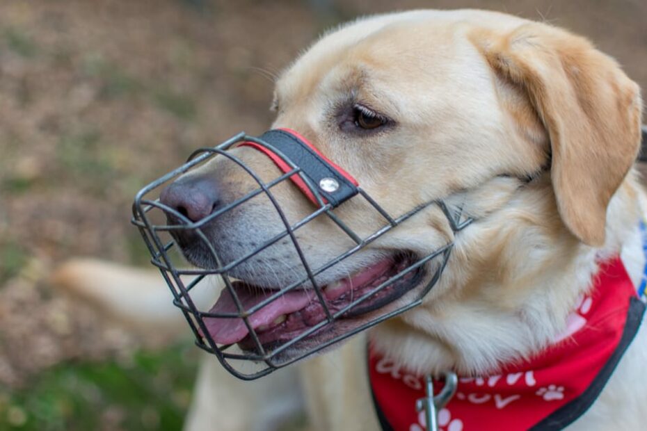 Are Muzzles Bad For Dogs? – Furtropolis