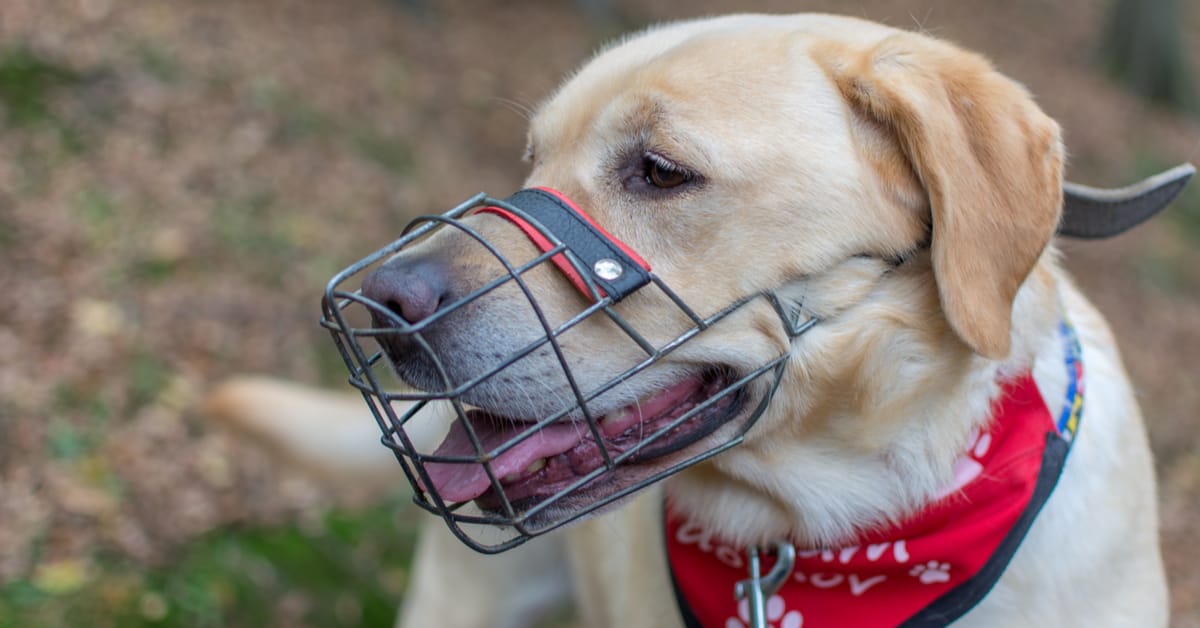 Are Muzzles Bad For Dogs? – Furtropolis