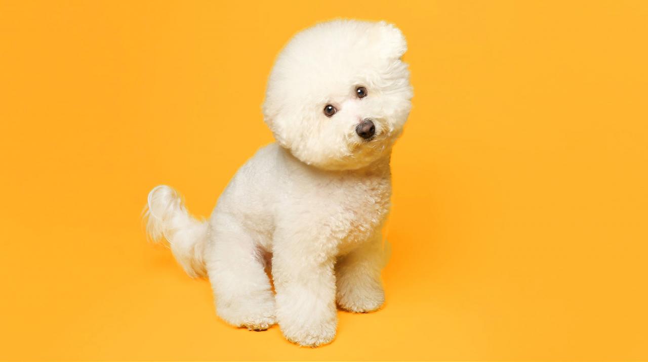 Bichon Frise