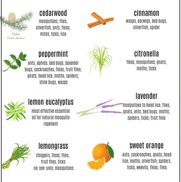 Top 10 Essential Oils That Repel Bugs + Bug Spray Recipe, Diffuser Blends,  And More Diy Recipes To Naturally Keep Bugs Away - One Essential Community