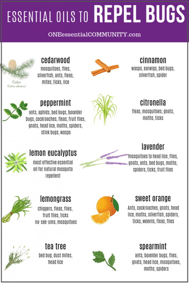 Top 10 Essential Oils That Repel Bugs + Bug Spray Recipe, Diffuser Blends,  And More Diy Recipes To Naturally Keep Bugs Away - One Essential Community