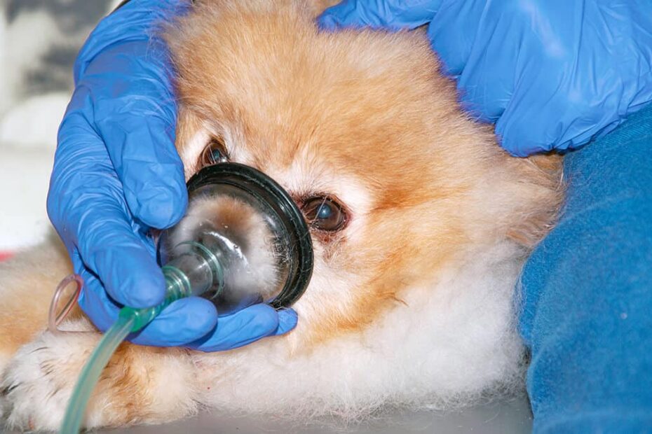 6 Ways Animals Receive Oxygen In Veterinary Medicine